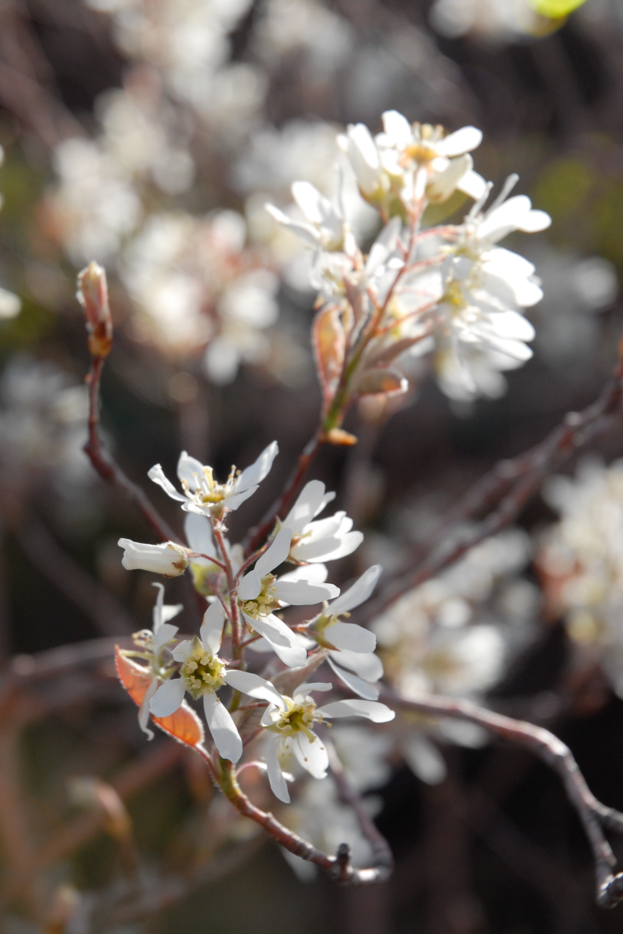 Shadblow Serviceberry